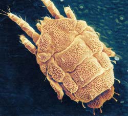 Close-up photo of mite