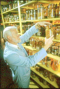 Photo: A research scientist at the US National Parasite Collection selects specimens for study.