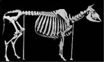 Photo: Skeleton of cow