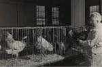 Photo: Worker with white leghorn chickens, Beltsville Agricultural Research Center, 1930s