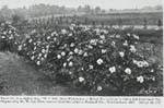 Photo: Mary Wallace Roses at Glendale Maryland Experiment, 1923