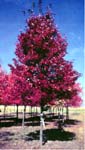 Color Photo: Red maple tree