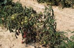 Photo: Wilted and wilt-resistant "Pan America" tomato plants, Beltsville Agricultural Research Center