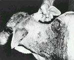 Photo: Calf infected with screwworm, Beltsville Agricultural Research Center, 1930s