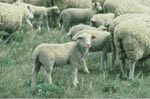 Photo: Lambs and sheep, Beltsville Agricultural Research Center