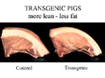 Photo: Leaner pork chops from a genetically engineered pig