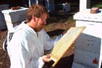 Photo: Researcher with honey bee hives