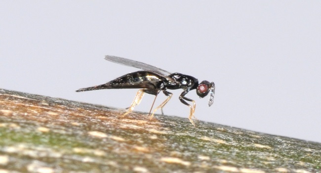 Tetrastichus planipennisi laying egg through bark into EAB. Native parasitoid cocoon with host.