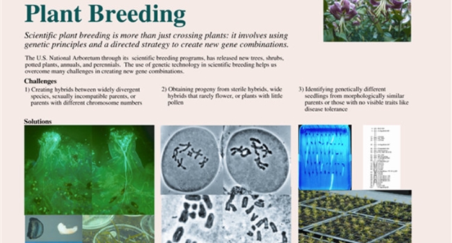 Plant Breeding - Poster for MANTS