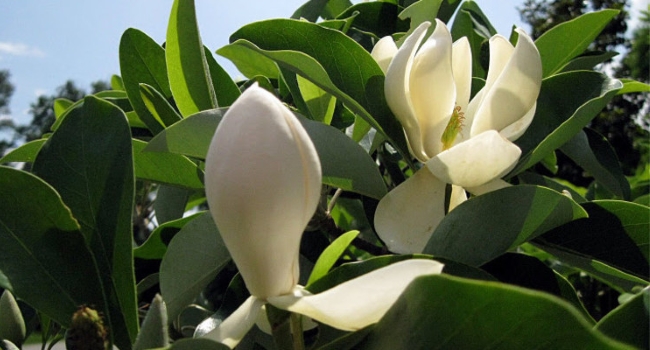 USNA Gardens Unit - Magnolia grandiflora in Holly-Magnolia Collection