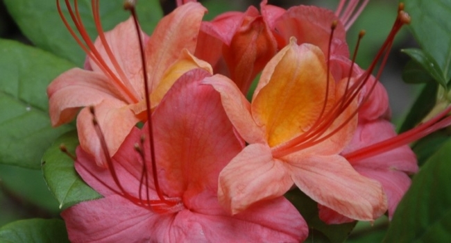USNA Gardens Unit - Rhododendron 'Weston' in Azalea Collection