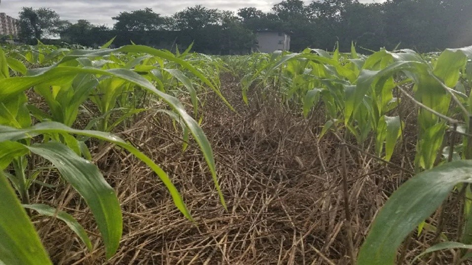 Corn plantation with mulch