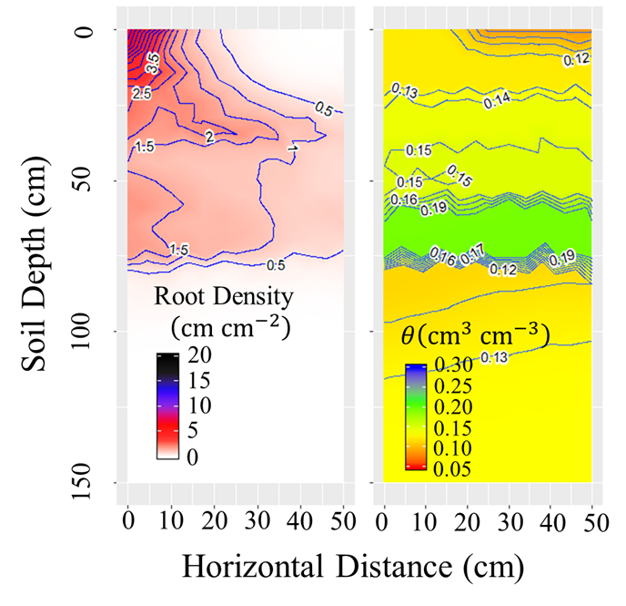 maize root density distribution and associated soil water content