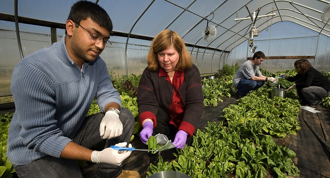 EMFSL microbiologist Pat Millner is shown working with her team to harvest spinach in a high-tunnel production system.  Photo by Stephen Ausmus, 2008.

Click on the photo to  see the 2008 article in Agricultural Research Magazine: Organic vs. Conventional Production, Measuring Microbes on Fresh Produce
