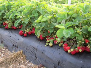 Strawberry in black plasticulture row