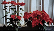 /ARSUserFiles/80420560/poinsetta.PNG