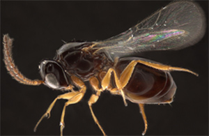 60 x magnification of an Angustocorpa wasp from South Africa (about 2.5 millimeters long).