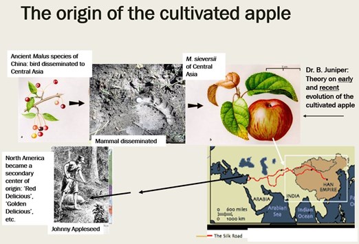 /ARSUserFiles/80600500/images/ClonalPropCrops/OriginOfApple.JPG