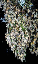 Large cluster of Monarch butterflies on tree