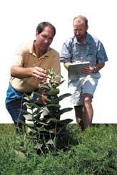 Entomologist Rich Hellmich (right) and technician Randy Ritland collect milkweed leaves near pollinating corn.