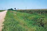 Iowa rural landscape, common milkweed growing along roadside areas