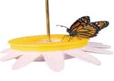 A newly emerged monarch butterfly feeds on an artificial feeder.