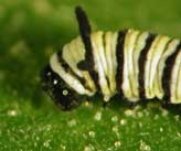 Young caterpillar