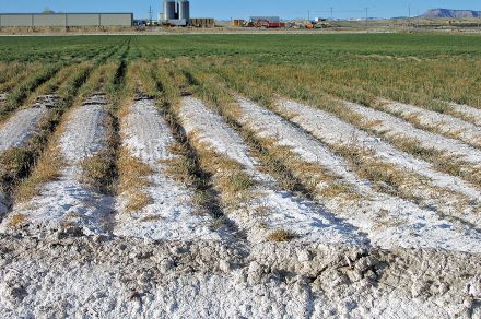 Salt-affected agricultural soil.