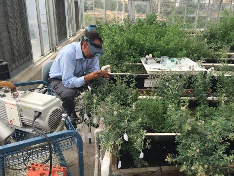 Devinder Sandhu checking alfalfa plants in a greenhouse.