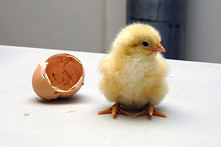 A chick next to a broken egg.