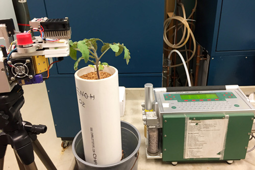 Tomato plants in a lab