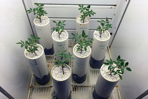Tomato plants in growth  chamber