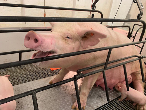 A sow experiencing heat stress. 