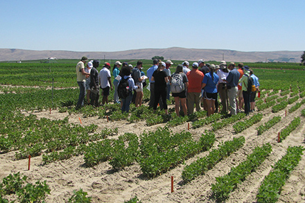 A group of students standing in a field of dry beans.