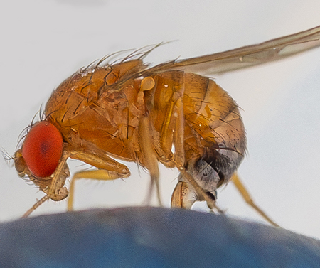 Spotted wing drosophila laying an egg inside a blueberry.