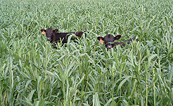 Photo: A cow and calf grazing on a summer cover crop of pearl millet. Link to photo information