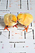 Two chicks on a DNA map
