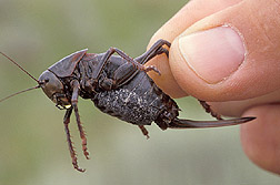 Female Mormon cricket Link to photo information