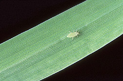 Russian wheat aphid on barley leaf: Link to photo information