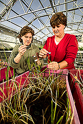 Photo: In greenhouse, Christina Walters and Lisa Hill collect the seeds and label the flowers of wild-rice. Link to photo information