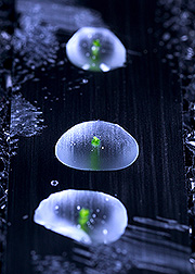 Garlic shoot tips immersed in droplets of cryoprotecting solution. Link to photo information