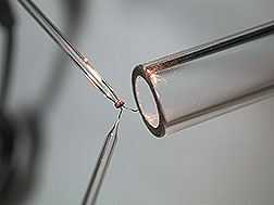 Close-up photo showing a beetle head with attached antenna being held by tiny tweezers, so the antenna can be exposed to scent coming from glass tube. Link to photo information