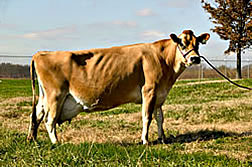 GEM, a transgenic dairy cow. Link to photo information