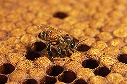 Photo: Close up of honey bee with a mite on its body. Link to photo information