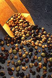 A variety of soybean seeds spill from an envelope. Link to photo information