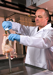 Photo: Chicken being checked by scientist. Link to photo information