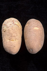 Photo: A Columbia root-knot nematode infected potato (left) side-by-side with a healthy potato. Link to photo information