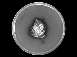 Photo: A hop flower in an agar plate surrounded by a dark halo showing bacterial growth inhibition. Link to photo information