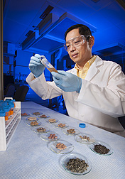 Photo: Chemist Pei Chen prepares extracts from teas and tea-based dietary supplements. Link to photo information