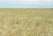rangeland in the Northern Plains
